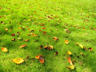 秋の公園の桜の枯れ葉の散った芝生広場風景