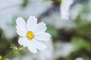 Jolie fleur de cosmos blanc dans le jardin avec arrière-plan flou