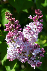 blooming branch of pink and white lilac flowers with the green leaves as the background. close-up of purple spring flowers