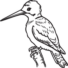 Fototapeta premium Woodpecker coloring pages. Woodpecker bird outline. Bird line art for coloring book