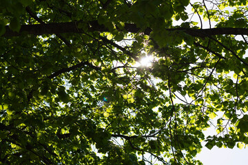 sun beams through the trees. Sunlight and sun rays shining through green leaves. copy space 