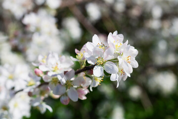 close-up of white flowers on the branches of a blossoming apple tree in spring with green leaves and blue sky as the background. copy space.