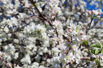 tree blossom in spring. white flowers on the branches of a blossoming apple tree in spring as the background.