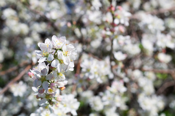 blooming tree in bloom. close-up of white flowers on the branches of a blossoming apple tree in spring. copy space.