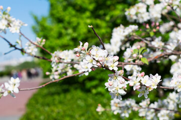 white cherry blossom. close-up of white flowers on the branches of a blossoming apple tree in spring with green leaves and blue sky as background. copy space.