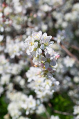 blooming tree. close-up of white flowers on the branches of a blossoming apple tree in spring with green leaves as background. copy space. vertical