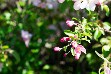 pink and white flowers in the garden. close-up of flowers on the branches of a blossoming apple tree in spring with green leaves as background. copy space.