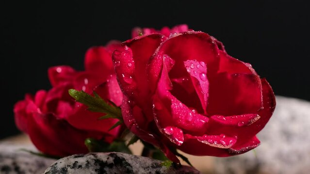 Primo piano di rose rosse tra i sassi
