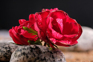 ravvicinato, rose rosse con gocce di rugiada