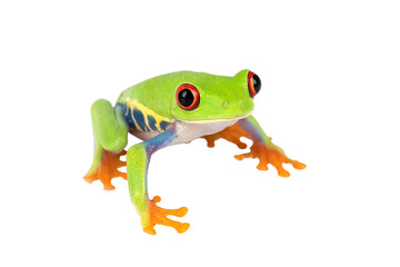 PNG File: The Red-eyed Tree Frog (Agalychnis callidryas) 