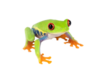 PNG File: The Red-eyed Tree Frog (Agalychnis callidryas) 