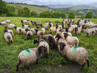 Entre montanhas e verdes pastos, um rebanho de ovelhas a pastar numa fazenda rural num dia muito...