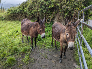 Fototapeta premium Dois burros no pasto todos molhados e com alguma lama no chão das fortes chuvas que se fazem sentir na região