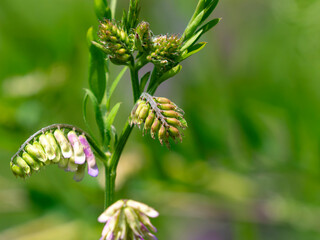 河川敷に咲くナヨクサフジの蕾