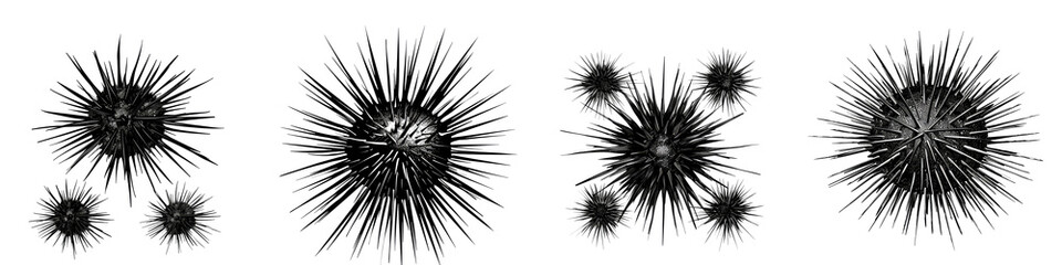 Set of Sea urchin isolated on transparent background png cutout