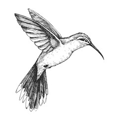 Vector hand-drawn illustration of Broad-Tipped Hermit in engraving style. Black and white sketch of bird of South America isolated on white. Endemic to Brazil. © mashikomo