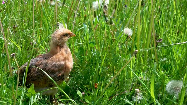 Little chicken walks in the grass