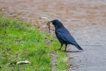  Carrion crow with beak full of twigs for nest on edge of road