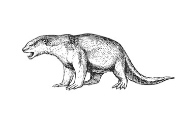 Vector hand-drawn illustration of a Giant Otter in the style of engraving. A sketch of a wild Brazilian animal isolated on a white background. Fauna of South America.