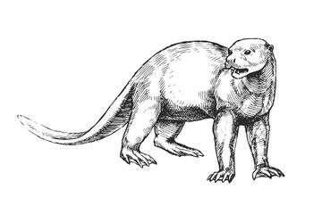 Vector hand-drawn illustration of a Giant Otter in the style of engraving. A sketch of a wild Brazilian animal isolated on a white background. Fauna of South America.