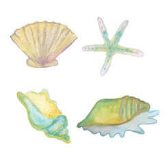 different types of seashells ocean set watercolor illustration isolated on white background base for textile design tableware stickers postcards banners.