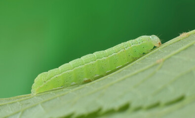Caterpillar in green landscape is eating a leaf. Enlargement of butterfly green worm.