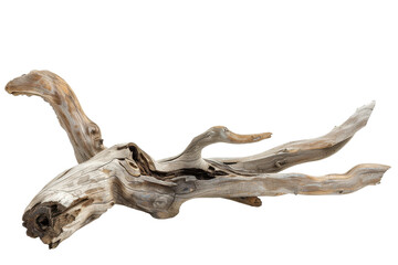 beachside driftwood in clean background