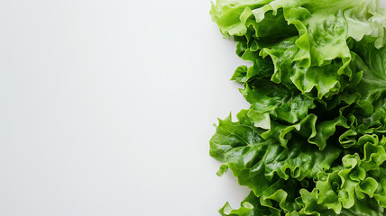 Fresh green lettuce leaves with vibrant colors and detailed textures spread across a clean, white background.