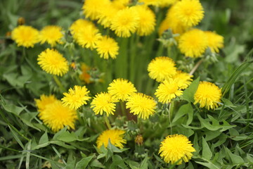 Green backgound with bright yellow dandelion flowers