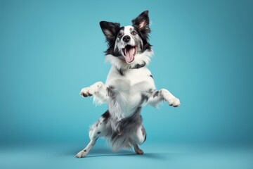 funny blue merle border collie dog dancing on pastel blue background. Veterinary clinic, grooming salon, pet shop ad.
