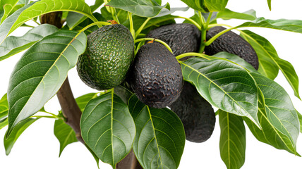 Ripe avocados hanging from a tree, displaying a mix of fresh green and darkened, textured skins surrounded by lush green leaves.