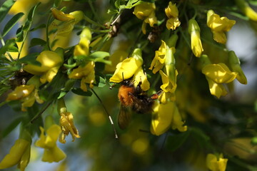 Green backgound with bright yellow flowers and bee