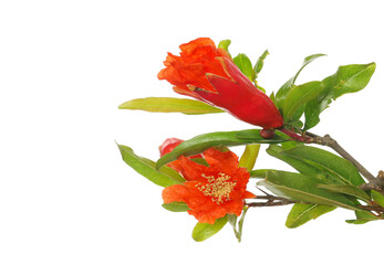 Pomegranate flowers, fruit blossoming isolated on white, clipping