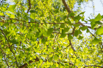 The Ginkgo biloba (maidenhair tree) tree seen upwards