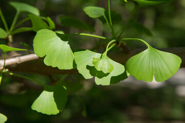 The Ginkgo biloba (maidenhair tree) leaves on a branch in close up