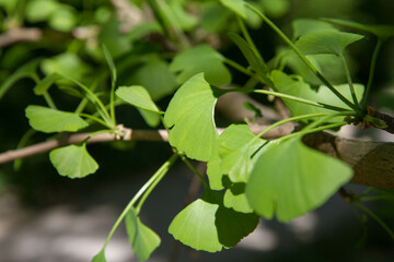 The Ginkgo biloba (maidenhair tree) leaves on a branch in close up