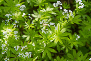 The  sweet woodruff (Galium odoratum) plant blooming in spring