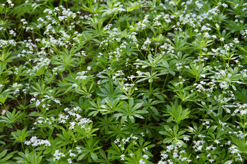 The  sweet woodruff (Galium odoratum) plant blooming in spring