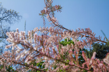 The Tamarisk (Tamarix) plant blooming in spring	
