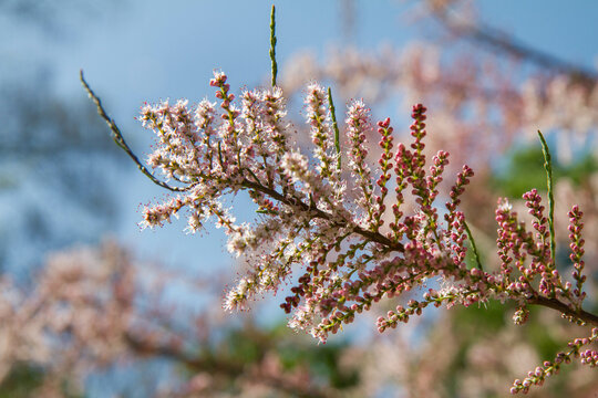 The Tamarisk (Tamarix) plant blooming in spring	
