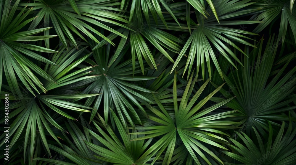 Wall mural closeup nature view of green leaf and palms background. Flat lay, dark nature concept, tropical leaf