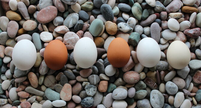 Six Variety Colored Chicken Eggs In A Row On A Smooth Stones Top View. Stock Photo For Eggs Backgrounds
