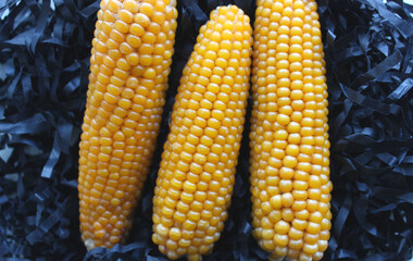 Three hard corn cobs on black shavings stock photo
