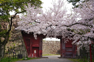 Wakayama-jo Castle with Spring Cherry Blossom in Wakayama, Japan - 日本 和歌山県...