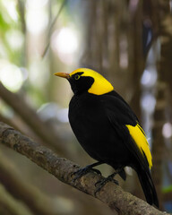 Male Regent Bow bird perched on a tree branch in a lush forest setting