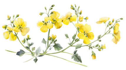 Watercolor illustration of delicate yellow flowers with green stems and buds, artistically arranged on a white background.