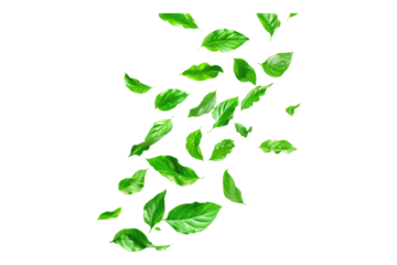 Green leaves flying Isolated on transparent background