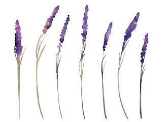Watercolor hand painted lavender. PNG transparent illustration
