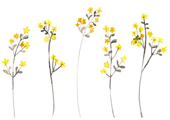 Watercolor hand painted wild flowers and herbs. PNG transparent illustration