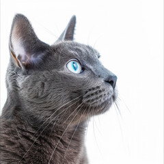 Russian Blue cat on white background